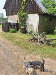 Domáce zviera alebo zvieratá hostí v ubytovaní Dom nad łąkami