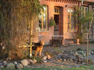 a dog standing in front of a house at Fewo Elbtalaue "Dat-Goepelhus" in Neu Garge
