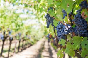 a bunch of grapes hanging in a vineyard at Appartement neuf en centre ville de Libourne in Libourne +8 photos