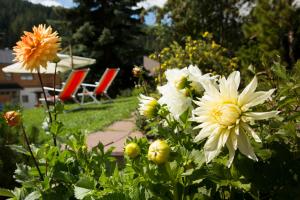 Zahrada ubytování Hotel Vajolet
