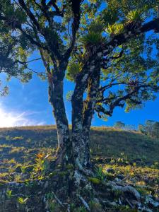 a tree in the middle of a field at Sítio das montanhas in Cunha