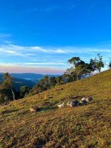 a group of animals laying on a grassy hill at Sítio das montanhas in Cunha