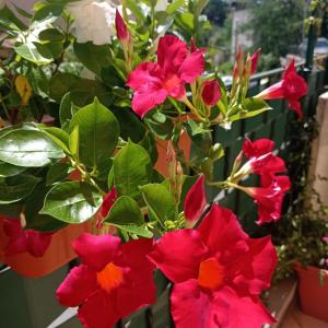 a bunch of red flowers on a plant at Domus REA in Bracciano