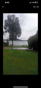 a tree in a field next to a body of water at Alojamiento Punta verde Gran casa orilla Lago Rapel piscina ,jardines ,quincho ,terrazas,para 13 in Las Cabras
