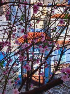 Vườn quanh La Petite Maison de Chaouen