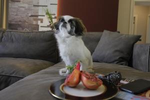Huéspedes con una o varias mascotas en Zepter Hotel Belgrade, member of Zepter Hotels