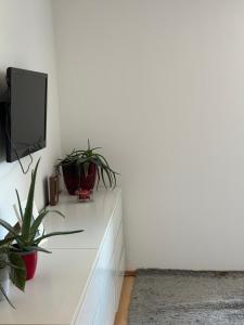 a living room with potted plants and a tv at City Center Room with a view in Niederdorla