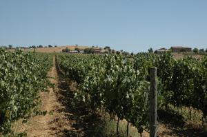 Kép Agriturismo Pian dei Pini szállásáról Montianóban a galériában