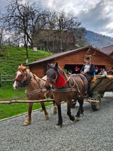 two horses pulling a carriage with a man on it at Pensiunea Suci in Botiza