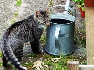 a cat standing next to a bucket of water at Eco-Camping De Helleborus, Yurt, Bell & Safari tent, Pipo, Caravans, Dorms and Units in Groningen