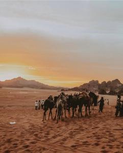 DisahにあるCamp jamal tourの砂漠の馬に乗る人々
