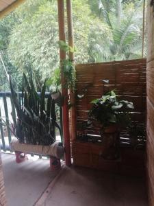 a balcony with plants and a large window at Hostal El Bambú in Inzá +5 photos