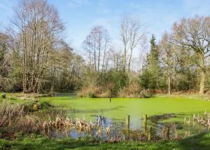 a large green pond in a field with trees at Acksea Lodges in Oswestry +61 photos