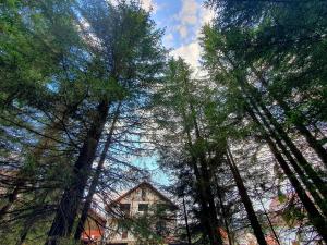 a house in the middle of a forest of trees at Nort Inn - Luncile Prigoanei, Sureanu, Oasa, Transalpina in Tău Bistra
