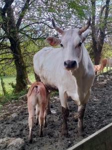 a cow and a baby cow standing in a field at Agriturismo Cascina Dolomiti in Cesiomaggiore