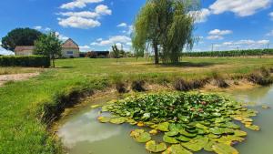 a pond filled with lily pads in a field at Maison spacieuse proche de Saint-Emilion in Ruch