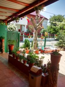 a group of potted plants on a patio at Casa Carlo in Eforie Nord