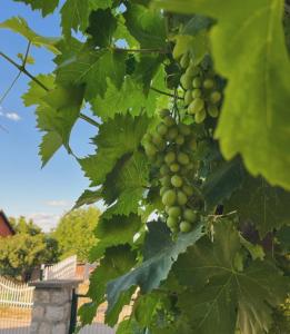 Foto de la galería de Apartmani Luna en Bukorovac