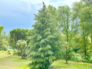 a large pine tree in a park at Ampio, Luminoso, Centro Bassano in Bassano del Grappa