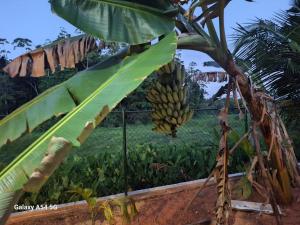 Ein Garten an der Unterkunft Vimara