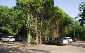 a group of cars parked next to a large tree at Hotel Batuecas in La Alberca +70 photos