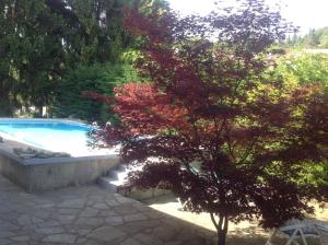 a tree with red leaves next to a swimming pool at Nel verde house di Rolando in Turin +45 photos