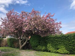 a tree with pink flowers in front of a hedge at Stag's View Lodge in Edinburgh