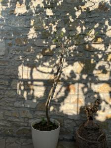 a plant in a white pot in front of a stone wall at Himara Hostel in Himare