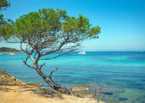 a tree on the beach with a boat in the water at Charmant T1 climatisé avec Terrasse & Accès Piscine in Le Lavandou