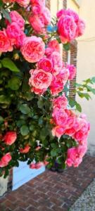 Un mucchio di rose rosa su un muro di Au Clos de Charny a Charny