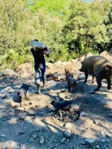 a person holding an umbrella over a group of pigs at Appartement rez de jardin - Casa San Cesaru in Bains de Guitera +3 photos