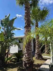 a group of palm trees in front of a house at VILLA White Rose - OSTUNI, TORRE GUACETO in Brindisi +27 photos