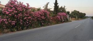 a row of pink flowers on the side of a road at YourSpot Project - shared countryhouse - private rooms - West Peloponnese in Zacharo