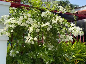 un buisson de fleurs blanches suspendu à un bâtiment dans l'établissement The Paddys Home, à Hiếu Nhơn 2 autres photos