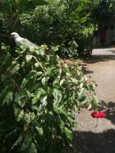 Giardino di Bar Ang Guesthouse