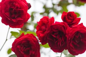 un grupo de rosas rojas con hojas verdes en Agriturismo Il Cavicchio, en Pianoro