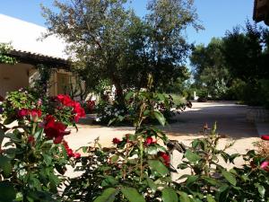 チェーリエ・メッサーピカにあるIl Melogranoの家の前の赤い花の茂み