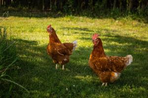 three chickens standing in the grass in a field at Bed&Bbq Longhornranch in Akersloot