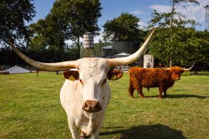 two cows with horns standing in a field at Bed&Bbq Longhornranch in Akersloot