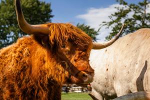 a brown bull with long horns standing in a field at Bed&Bbq Longhornranch in Akersloot