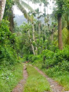 a dirt road in a jungle with palm trees at Suvi Homestay - Coorg in Ammatti