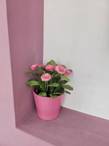 a pink potted plant sitting on a ledge at Simply The Best - Vitosha blvd in Sofia