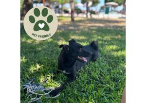 a small black dog laying in the grass at Tenuta Villa Tara in Ischia +54 photos