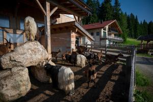 a herd of goats standing in front of a house at Biohof Oberwerkstatt HAIDI in Obereggen