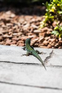 a lizard sitting on top of a rock at Hotel Rosamar - Emar Hotels in Es Pujols