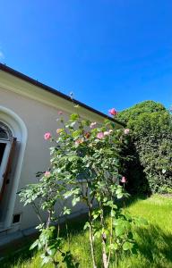 Φωτογραφία από το άλμπουμ του The Tuscany Rose στην Πιστόια