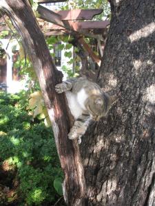 Galeriebild der Unterkunft Family Hotel Regina in Targowischte + 20 Fotos