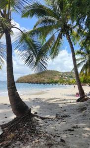 zwei Palmen am Strand mit dem Meer in der Unterkunft KAZ HIBISCUS maison de vacances 1 chambre à 200m de la plage anse à l'âne 3 ILETS in Les Trois-Îlets