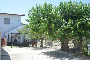 two trees in a yard next to a building at Villino Anna e Pippino in Calatafimi