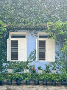 ビサーリーにあるSundara Mahal Homestay Wayanadの建物の前の2つの窓と鉢植え +11枚の写真